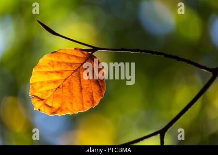 Single Kupfer braun rot Blatt vor einem grünen Hintergrund. Stockfoto