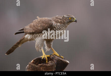 Northern Habicht (Accipiter gentilis) - Erwachsene Stockfoto