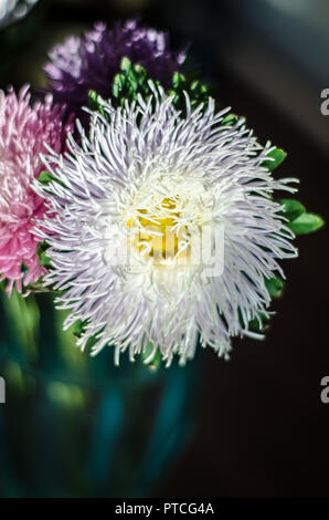 Multilobe lila Chrysanthemen mit dünnen Blütenblätter blühenden Nahaufnahme. Stockfoto