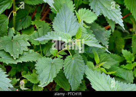 Brennnessel-Pflanze im Garten wild gezeigt in der wilden Umgebung Stockfoto