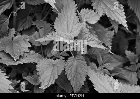 Brennnessel Pflanze im Garten wild in der wilden Umgebung gezeigt, ein schwarz-weiß Foto Stockfoto