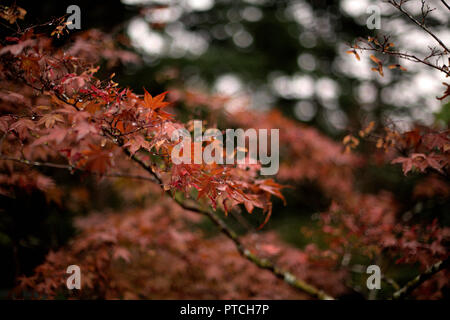 Zen rote Blätter im Herbst von einem japanischen Ahorn Baum in einem Park von West Vancouver, BC, Kanada, an einem regnerischen Tag, mit Bokeh Effekt im Hintergrund Stockfoto