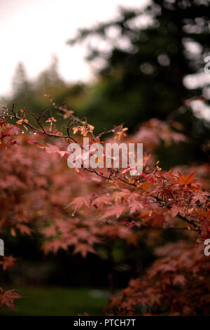 Zen rote Blätter im Herbst von einem japanischen Ahorn Baum in einem Park von West Vancouver, BC, Kanada, an einem regnerischen Tag, mit Bokeh Effekt im Hintergrund Stockfoto