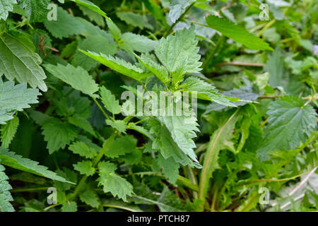 Brennnessel-Pflanze im Garten wild gezeigt in der wilden Umgebung Stockfoto