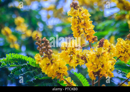 Schöne gelbe Peltophorum pterocarpum Blüten am Baum, allgemein bekannt als copperpod, extravagant, flametree, yellow poinciana oder Gelb-Flamme. Stockfoto