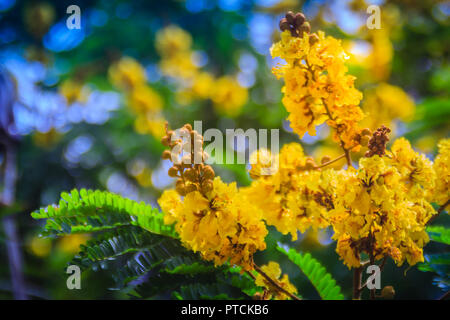 Schöne gelbe Peltophorum pterocarpum Blüten am Baum, allgemein bekannt als copperpod, extravagant, flametree, yellow poinciana oder Gelb-Flamme. Stockfoto