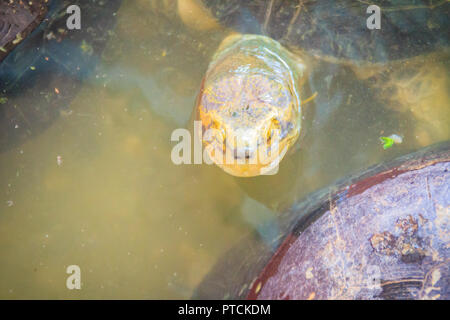 Cute Yellow-headed Tempel Schildkröte in der Farm. Die Yellow-headed temple Turtle (Heosemys annandalii) ist eine große Arten von Schildkröten in der Familie Geoemy Stockfoto