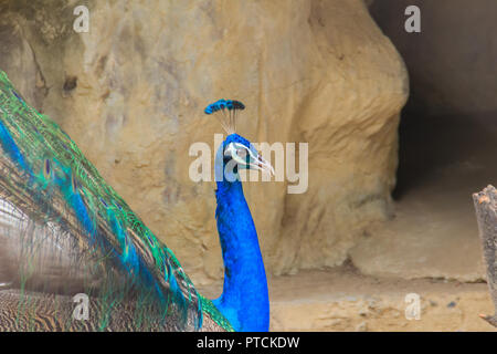 Pfau ist das Leben in der Höhle. Männliche indischen Pfauen oder Blauer Pfau (Pavo cristatus), einem großen und bunten Vogel, ist eine Pflanzenart aus der Gattung der Pfauen native Stockfoto