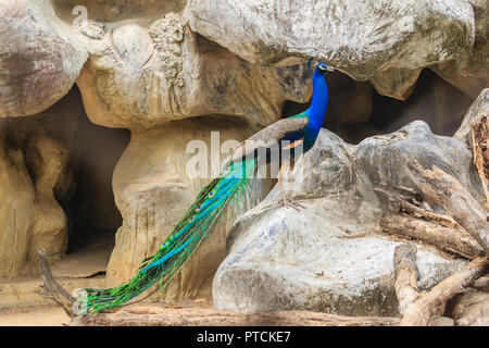 Pfau ist das Leben in der Höhle. Männliche indischen Pfauen oder Blauer Pfau (Pavo cristatus), einem großen und bunten Vogel, ist eine Pflanzenart aus der Gattung der Pfauen native Stockfoto