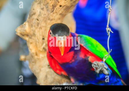 Bein angekettet Black-capped Lory Papagei, der Blick so traurig und quälen. Black-capped (Lorius lory) auch als Western Black-capped lory oder die Tricolore bekannt Stockfoto