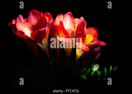 Roter freesie Blumen leuchtende isoliert auf schwarzem Hintergrund Stockfoto