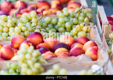 Nahaufnahme von frischen Reifen, violett, orange und gelb, Nektarinen, Pfirsiche, und grüne Trauben in Farmer's Market in Italien im Sommer, Holzkisten, Kartons Stockfoto