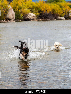 Platin farbige Golden Retriever und Neufundländer in den Arkansas River, Salida, Colorado, USA spielen Stockfoto