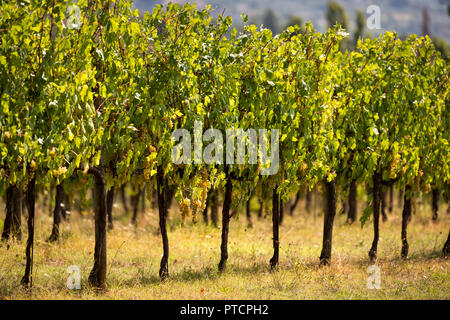 Vielen großen weißen, grünen oder gelben Wein Grechetto Trauben hängenden grapevine Bündel in Assisi, Umbrien, Italien Weingut Weingut bei Sonnenuntergang, bokeh Hintergrund, Stockfoto