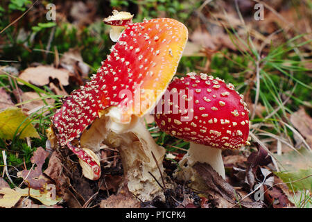 Zwei Fliegen blätterpilze zwischen abgestorbenen Blätter wachsen auf dem Waldboden wachsen. Stockfoto