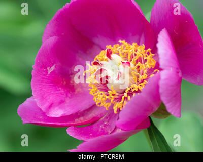 Eine einzelne rosa Blüte der Pflanze. Stockfoto