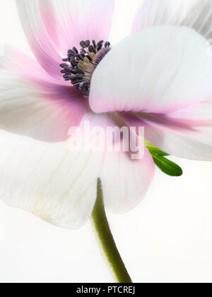 Eine einzelne Soft Focus Anemone windflower - Anemone coronaria De Caen Stockfoto