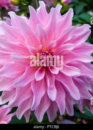 Zart rosa Dahlie Blüte in Nahaufnahme Stockfoto