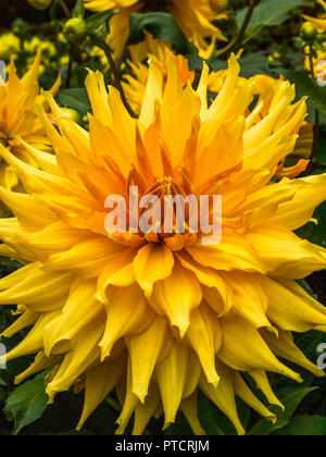 Gelb und Orange Dahlie Blüte in Nahaufnahme Stockfoto