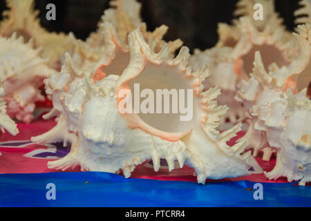 Ramose murex Tanks für den Verkauf auf dem Strand. Chicoreus ramosus, Common Name des ramose Murex oder verzweigte Murex, ist eine Pflanzenart aus der Gattung der räuberische Meer sna Stockfoto
