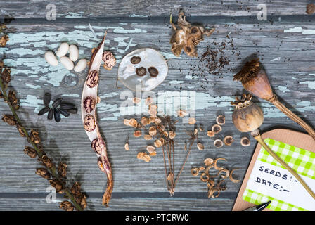 Verschiedene Samen von Blumen und Gemüse für die Speicherung in Paketen für die nächsten Jahre Keimung ausgewählt wird. Attraktive Darstellung und Formen. Stockfoto