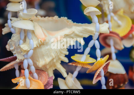 Ramose murex Tanks für den Verkauf auf dem Strand. Chicoreus ramosus, Common Name des ramose Murex oder verzweigte Murex, ist eine Pflanzenart aus der Gattung der räuberische Meer sna Stockfoto