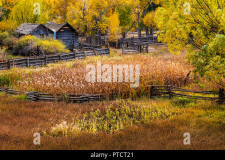 Herbst, üppigen Weide; Old Ranch Gebäude; am Arkansas River; Colorado; USA Stockfoto