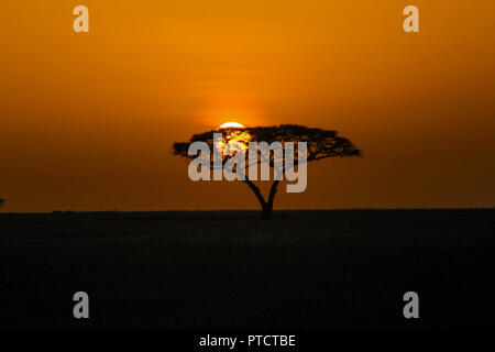 Sonnenaufgang in der Serengeti Stockfoto