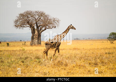 Maasai Giraffe mit Baobab Baum im Hintergrund in der Landschaft der Serengeti Stockfoto