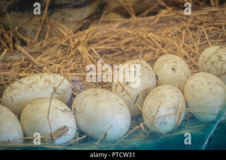 Weißes krokodil Eier im Stroh, Nest. Stockfoto