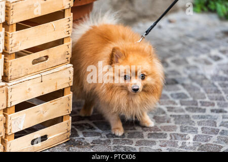 Ein cute adorable traurig pomeranian Hund Gesicht, braunen Augen an der Leine flauschigen kleinen Rassehund in Italien Straße, oraange Pelzmantel Stockfoto