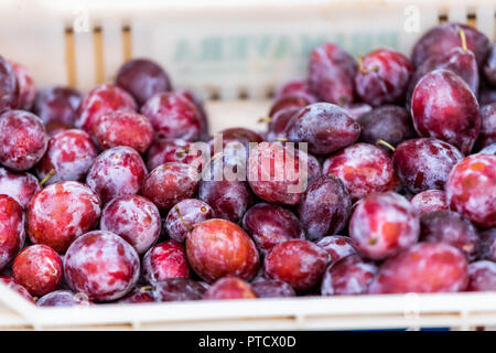 Nahaufnahme von frischen Reifen, Lila, Rot Italienisch Prune Kaiserin Pflaumen in Farmer's Market in Italien im Sommer in der Kiste box Stockfoto