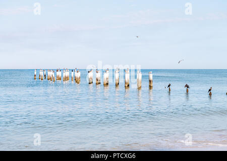 Old Naples, Florida pier Pfähle im Golf von Mexiko mit Holzsteg, viele Vögel, Pelikane und Kormorane, thront, fliegen durch die Wellen des Ozeans Stockfoto