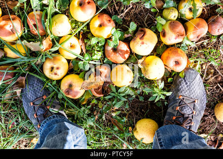 Hohen Winkel, unten schauend, Detailansicht auf vielen Orchard gefallen die Äpfel im Garten im Herbst fallen, Bauernhof auf dem Land in Virginia, faulen verwöhnt mit Mann's Stockfoto