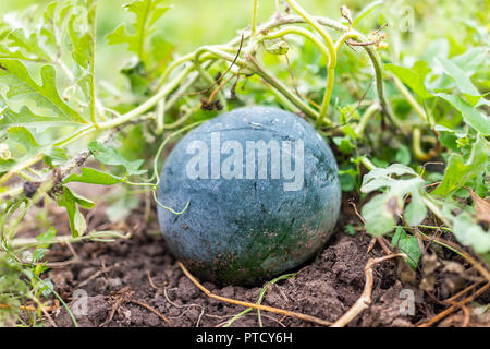 Kleine dunkle grüne Wassermelone Melone wachsende Pflanze Rebe in Garten Makro Nahaufnahme auf reichen dunklen Erde, Laub Stockfoto