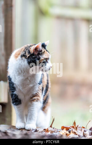 Closeup Profil von Calico Cat, neugierig, erkunden, auf der Suche Seite in der Nähe Holzzaun Haus und Garten im Hinterhof Angst Stockfoto