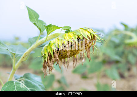 Nahaufnahme des Blütenkorbes Blume reif, Reif für die Ernte in der Landwirtschaft Bauernhof Feld am Morgen, Nebel, Nebel, Nebel, nebligen Wetter Stockfoto
