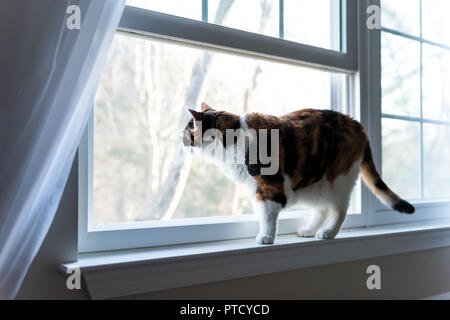 Weibliche cute eine glückskatze Nahaufnahme des Gesichts auf der Fensterbank Fensterbank Blick hinter die Vorhänge Jalousien Außen starrte Stockfoto
