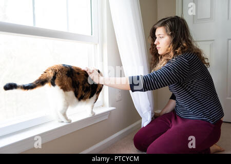Eine nette, weibliche Calico Cat closeup auf fensterbank Fensterbank, starrte in der Nähe von Gardinen, Jalousien Außen im Zimmer der jungen Frau, Weiblich Stockfoto