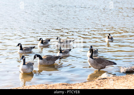 Herde von wilden Kanada Gänse in Fairfax See in der Nähe von Boden, Ufer, stehend, schwimmen im Wasser mit Wellen, Wellen, Wildlife Stockfoto