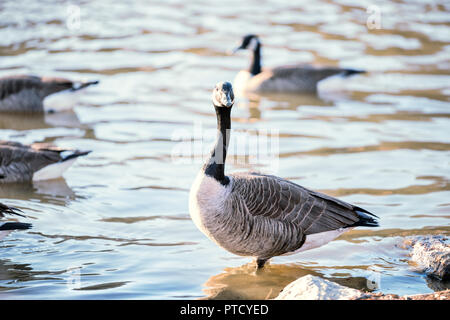 Herde von wilden Kanada Gänse in Fairfax Lake Shore, stehend, schwimmen im Wasser mit Wellen, Wellen, Tierwelt mit einer Gans in der Nähe von Felsen Stockfoto