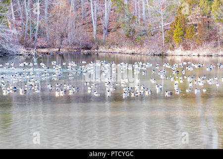 Herde, viele Kanada Gänse, Gans Ausruhen, Schwimmen, am See Fairfax, Virginia schlafen auf Wasser im Winter, Frühling in der Nähe der Ufer mit Wald, trockene Blätter Stockfoto