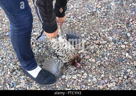 Einfache Methode der Reinigung ein wildes Huhn auf den Flügeln Stockfoto