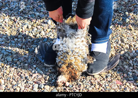 Einfache Methode der Reinigung ein wildes Huhn auf den Flügeln Stockfoto