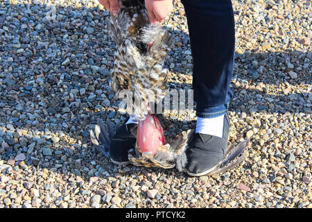 Einfache Methode der Reinigung ein wildes Huhn auf den Flügeln Stockfoto