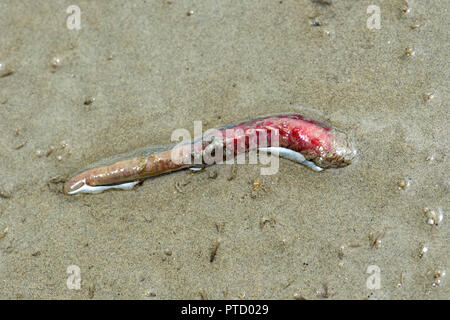 Wattwurm (Arenicola marina) Grabungen in den Sand, Wattenmeer, Schleswig-Holstein, Deutschland Stockfoto