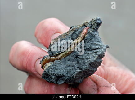 Wattwurm (Arenicola marina) in seinem Wohnzimmer Flur im Schlamm, Wattenmeer, Schleswig-Holstein, Deutschland Stockfoto