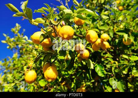 Lemon Tree (Citrus × Limon) mit reifen Zitronen, in der Nähe von Mirtos, Kreta, Griechenland Stockfoto