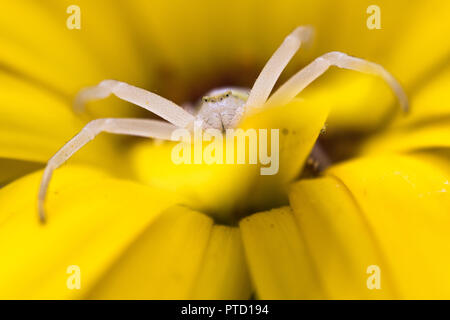 Goldrute crab Spider (Misumena vatia) lauern Position auf gelbe Blume, Veilchen (Coreopsis), Hessen, Deutschland Stockfoto