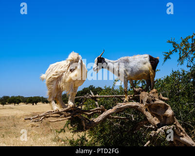 ESSAOUIRA, MAROKKO - ca. Mai 2018: Ziegen über Olivenbäume in der Nähe des Hafen von Essaouira. Stockfoto